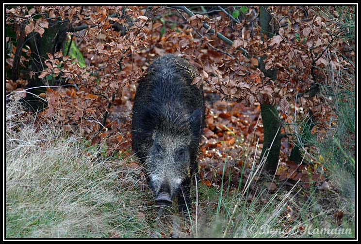  Image name: 53 Cinghiale.jpg 
 width: 744 pixel 
 height: 504 pixel 
 Size: 159076 bytes 
 Click to enlarge 